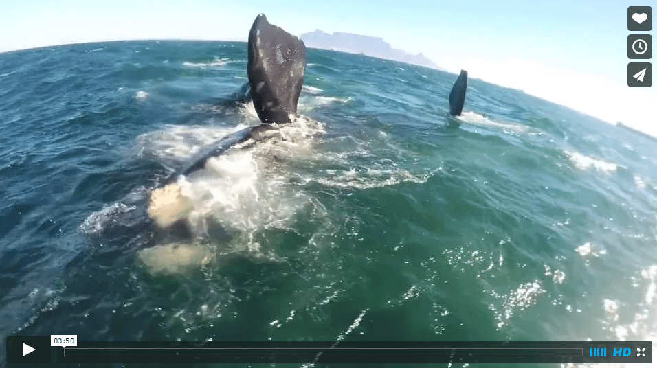 [:en]Sam Light Kiteboarding with Whales![:]